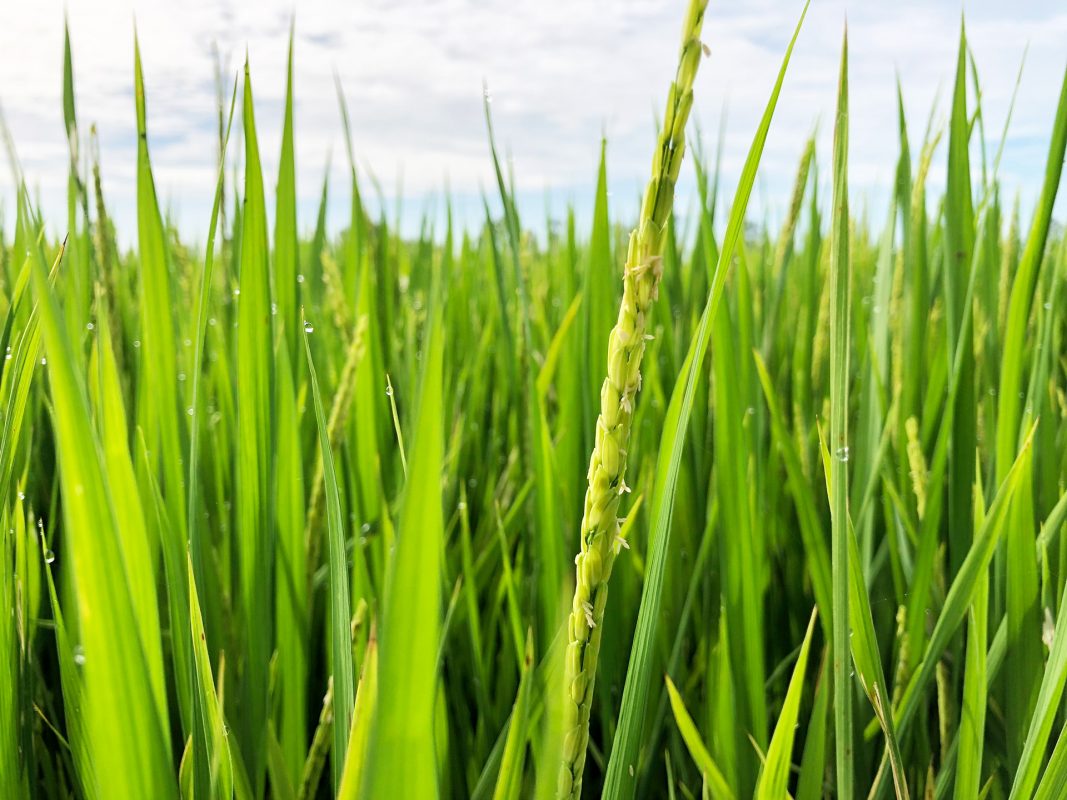 Nông Nghiệp Hợp Nhất