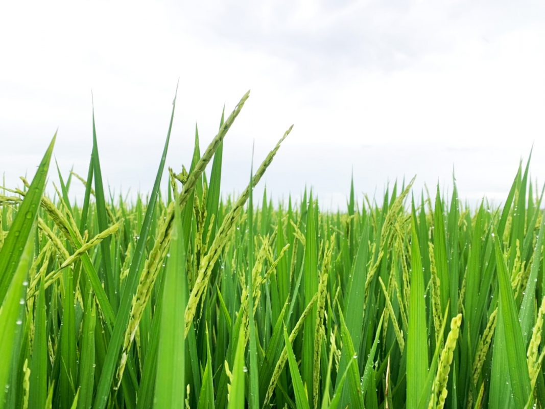 Nông Nghiệp Hợp Nhất