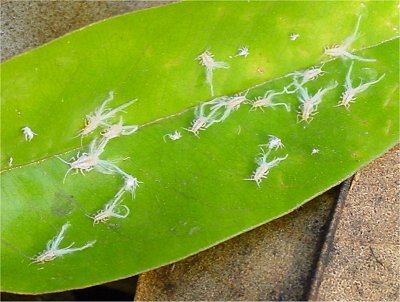 RẦY NHẢY GÂY HẠI TRÊN SẦU RIÊNG - Nông Nghiệp Hợp Nhất