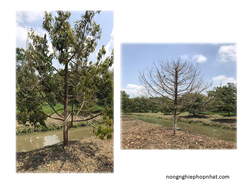 Nông Nghiệp Hợp Nhất