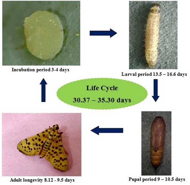 Nông Nghiệp Hợp Nhất