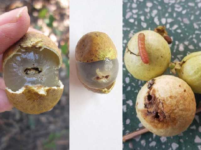 Nông Nghiệp Hợp Nhất